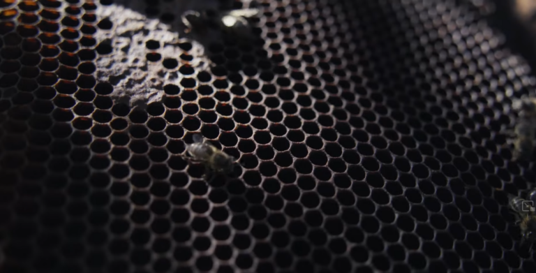 Renforcer les compétences des femmes en milieu rural Formations en production animale